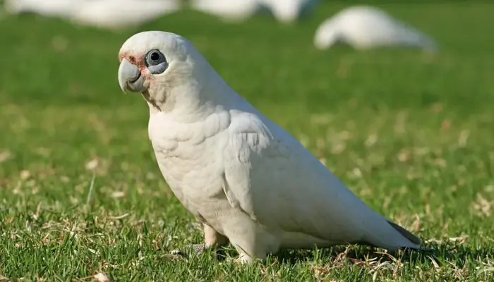 bare-eyed cockatoo