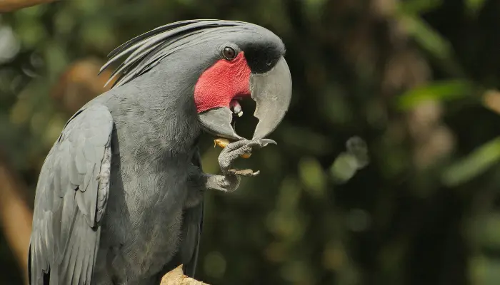 black palm cockatoo