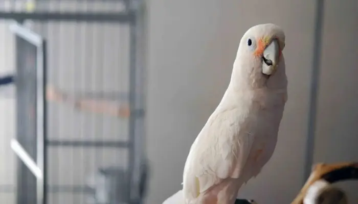 Goffin's Cockatoo