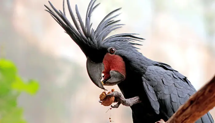 Black Palm Cockatoo