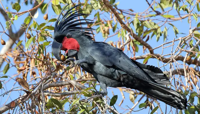 Black Palm Cockatoo Parrot