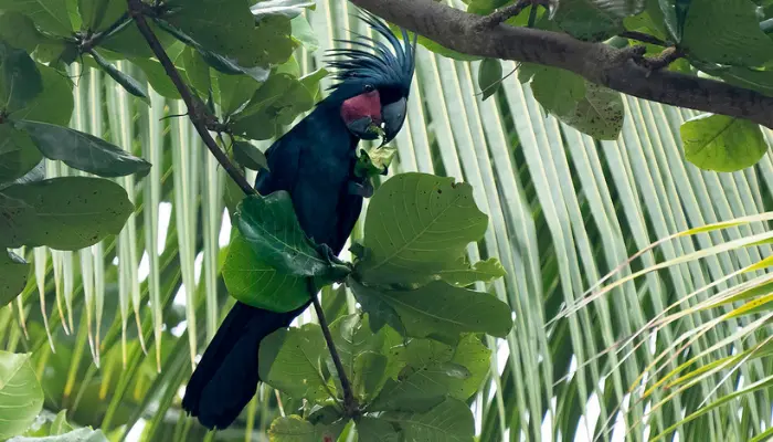 black palm cockatoo bird