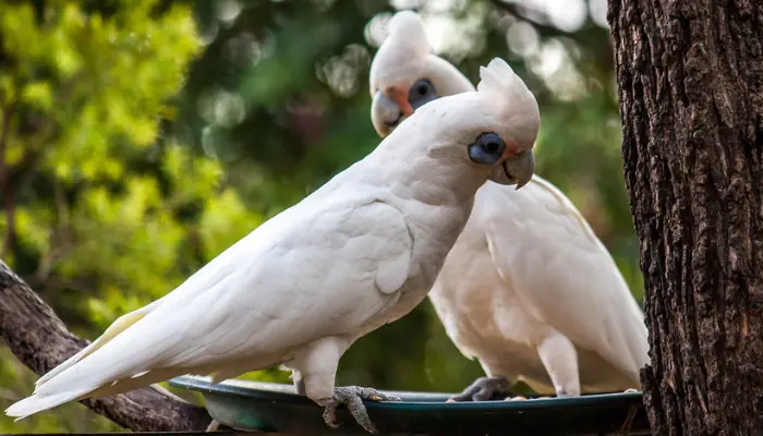 Bare-eyed Cockatoo