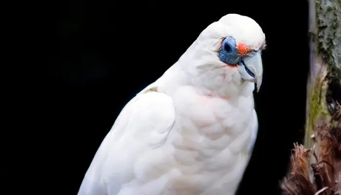 bare-eyed cockatoo parrot