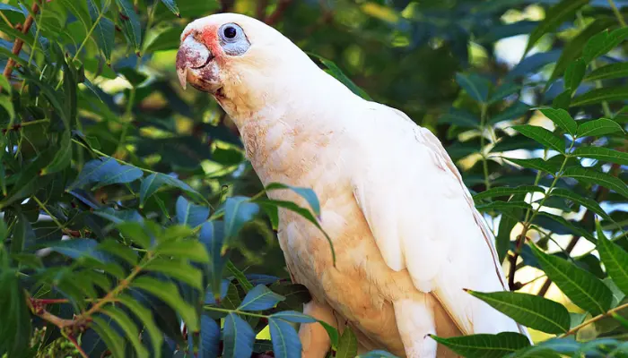 cockatoo species