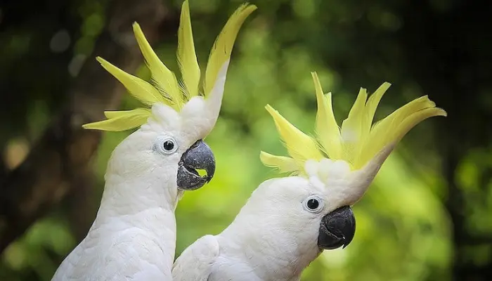 citron-crested cockatoo