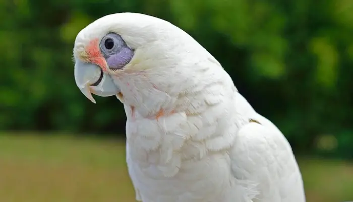 bare-eyed cockatoo