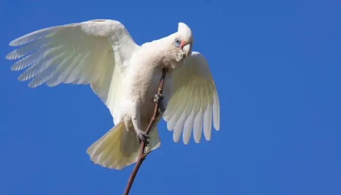 bare-eyed cockatoo bird