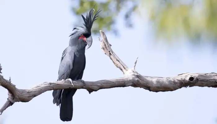 black palm cockatoo