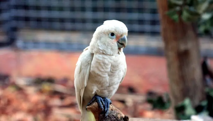 Goffin’s Cockatoo