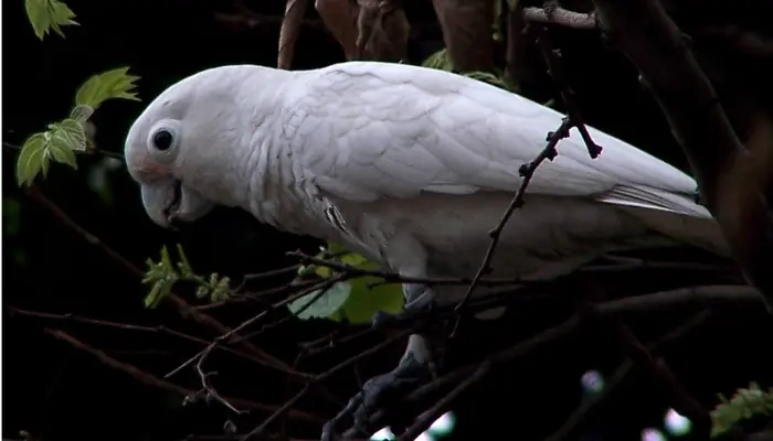 Goffin's Cockatoo