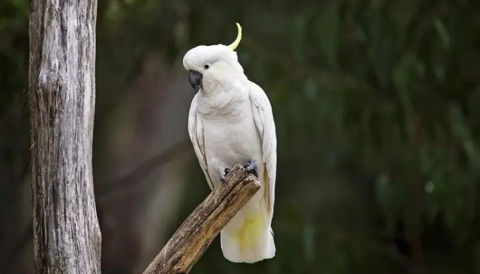 Cockatoo