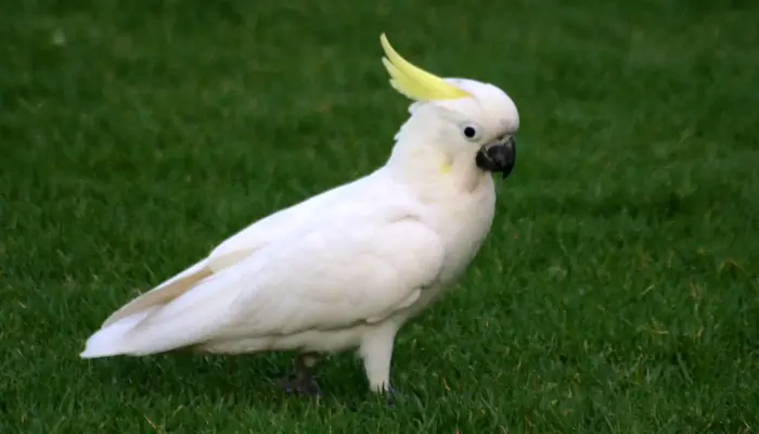 Cockatoo bird