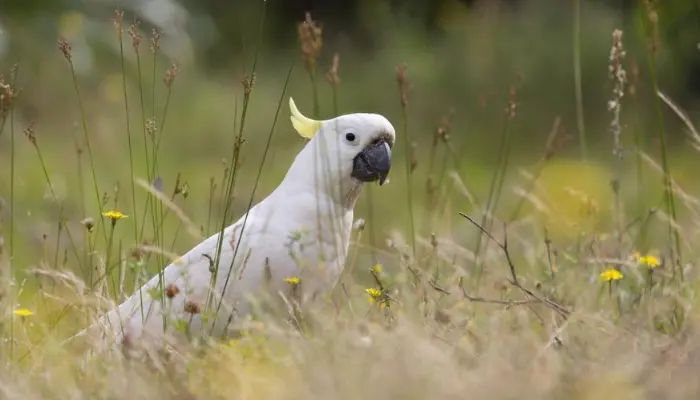 Cockatoo