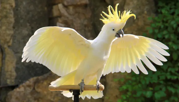 cockatoo species