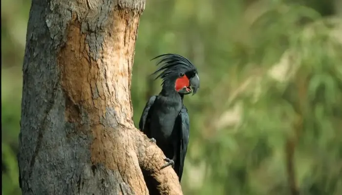 Black Palm Cockatoo