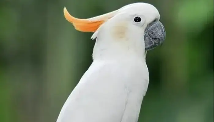 Citron-Crested Cockatoo