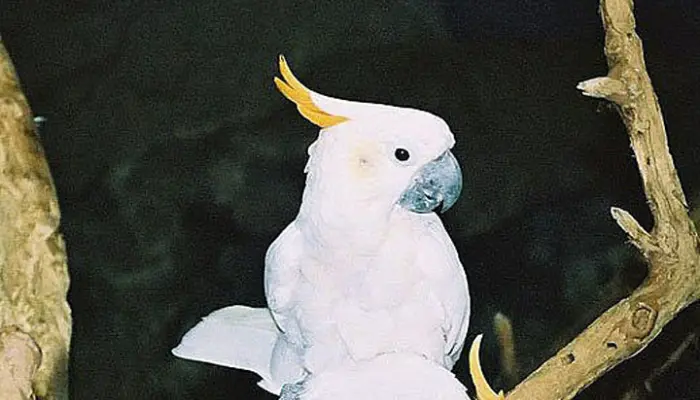 Citron-Crested Cockatoo