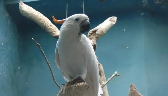 Citron-Crested Cockatoo