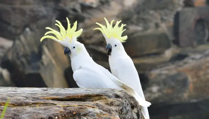 Citron-Crested Cockatoo