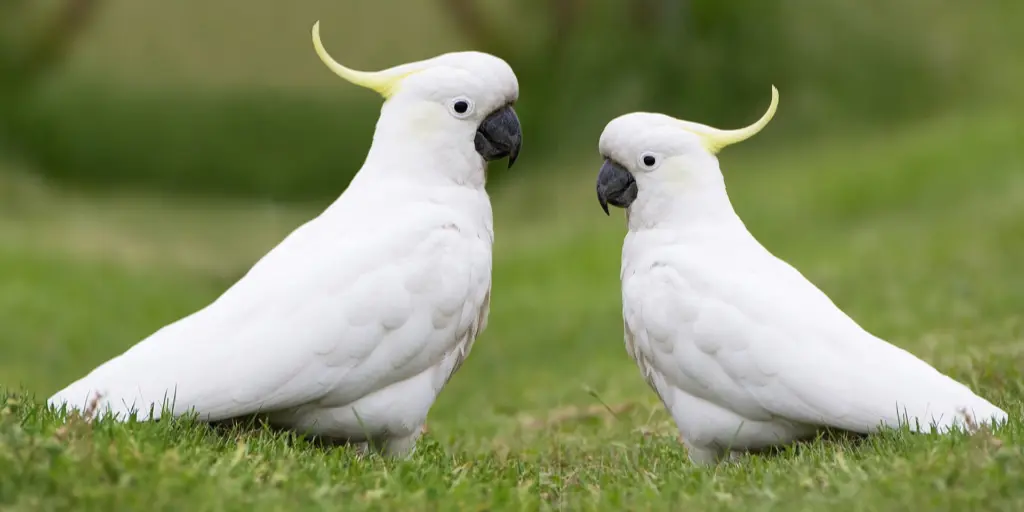 Cockatoos