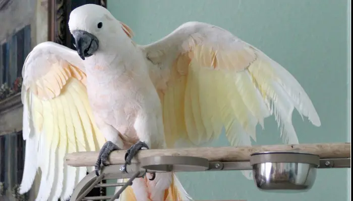 Goffin's Cockatoo