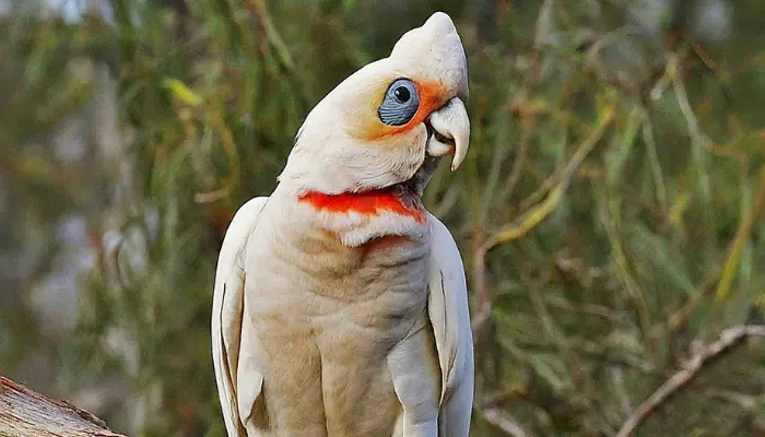 Long-billed Corella Cockatoo