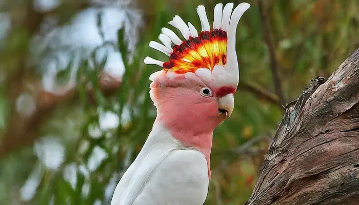 Major Mitchell's Cockatoo