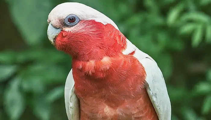 Red-vented cockatoo 