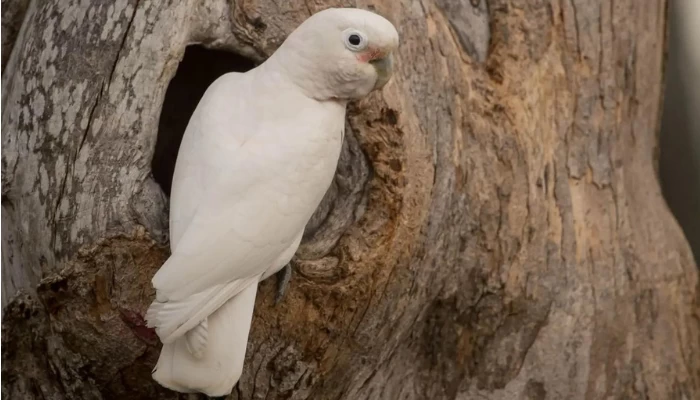 Goffin's Cockatoo