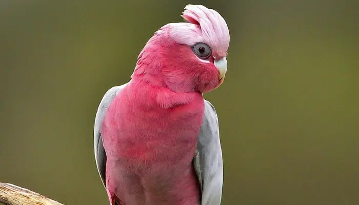 galash cockatoo