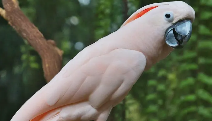 moluccan cockatoo