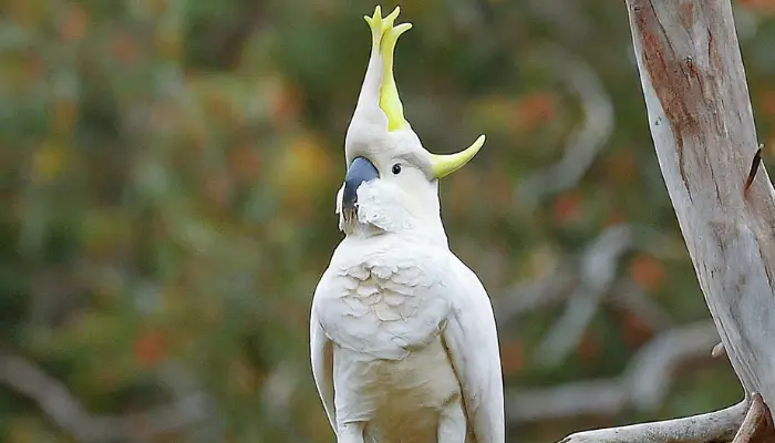 sulpher-crested cockatoo