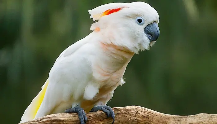 umbrella cockatoo