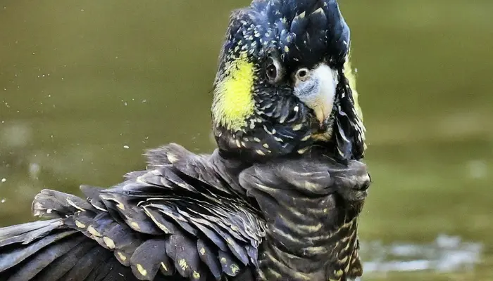 yellow-tailed black cockatoo