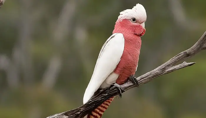 Red-vented Cockatoo