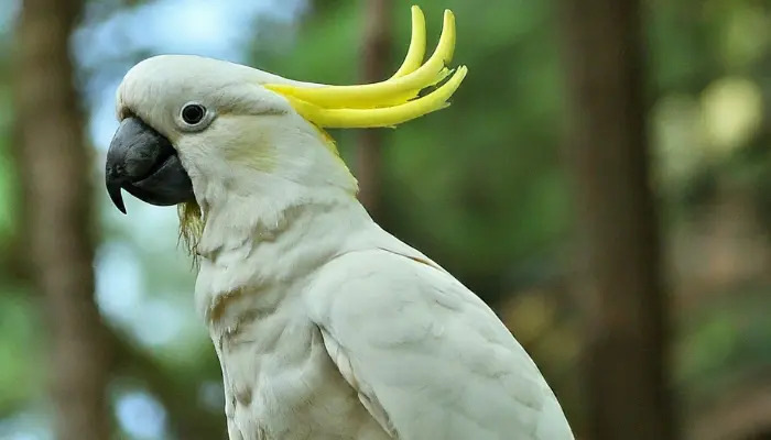 Are Cockatoos Affectionate