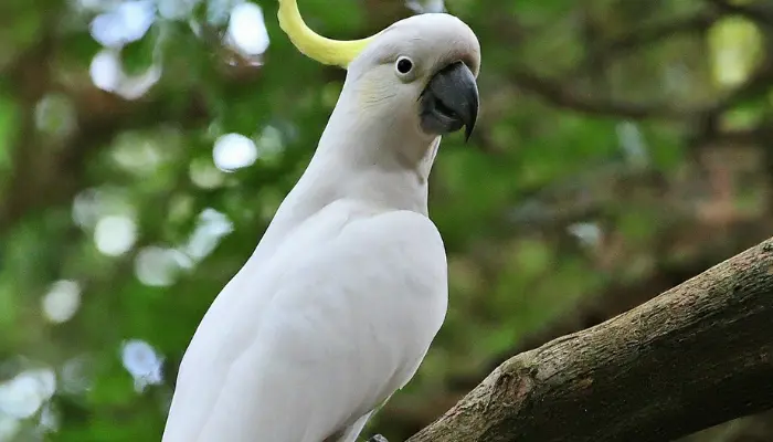 Are Cockatoos Good Pets