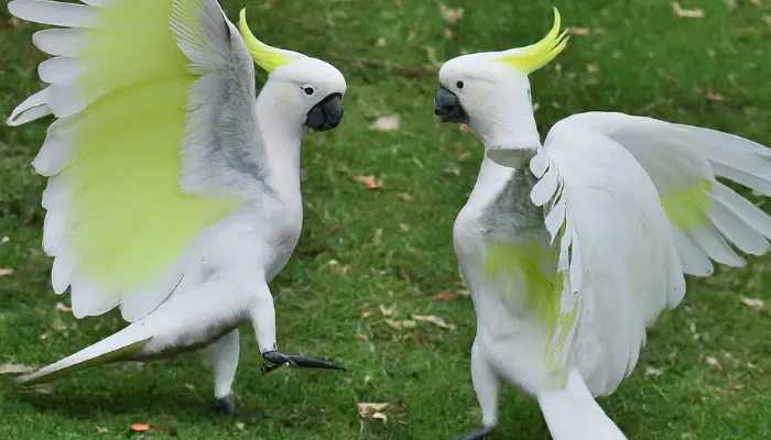 Are Cockatoos Mean