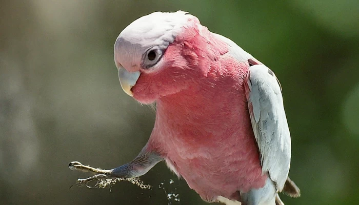 Are Cockatoos Mean