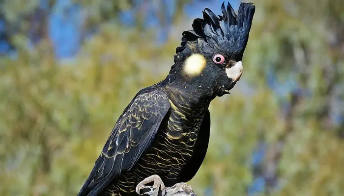 Baudin’s Black Cockatoo