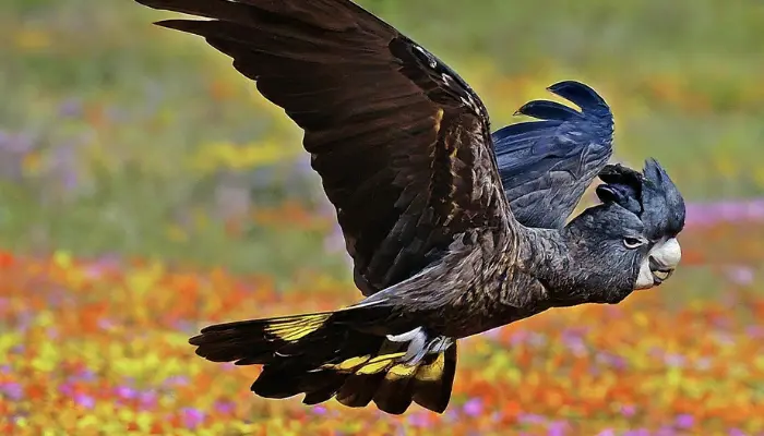 Baudin’s Black Cockatoo