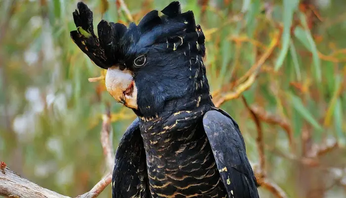 Baudin’s Black Cockatoo