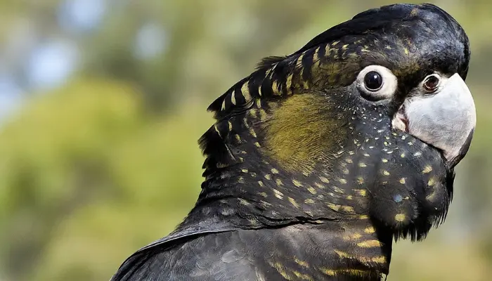 Baudin's Black Cockatoo