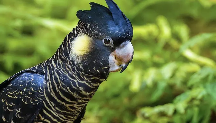 Understanding The Needs Of The Baudin's Black Cockatoo