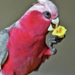 Can Cockatoos Eat Bananas