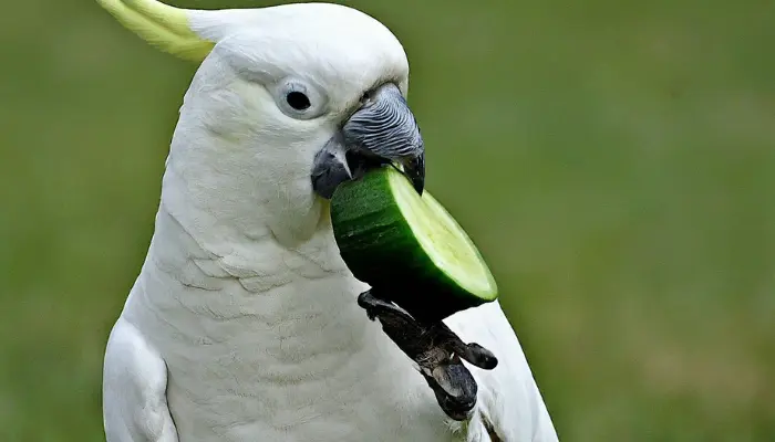 Can Cockatoos Eat Cucumbers