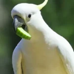 Can Cockatoos Eat Cucumbers