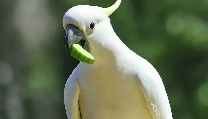 Can Cockatoos Eat Cucumbers