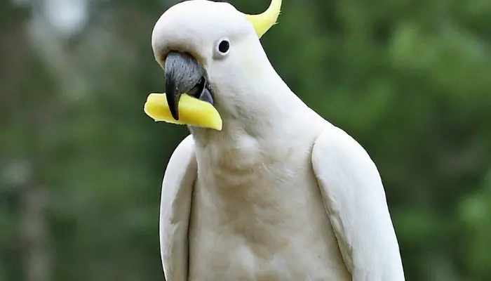 Can Cockatoos Eat Potatoes